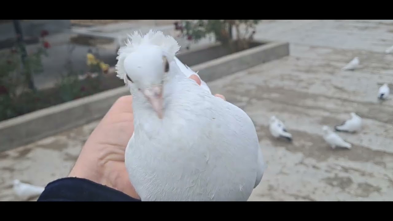 21.12.2025. Туркменистан. г.Туркменабат.Чарджовский голуби.🕊🕊🕊🕊🕊..