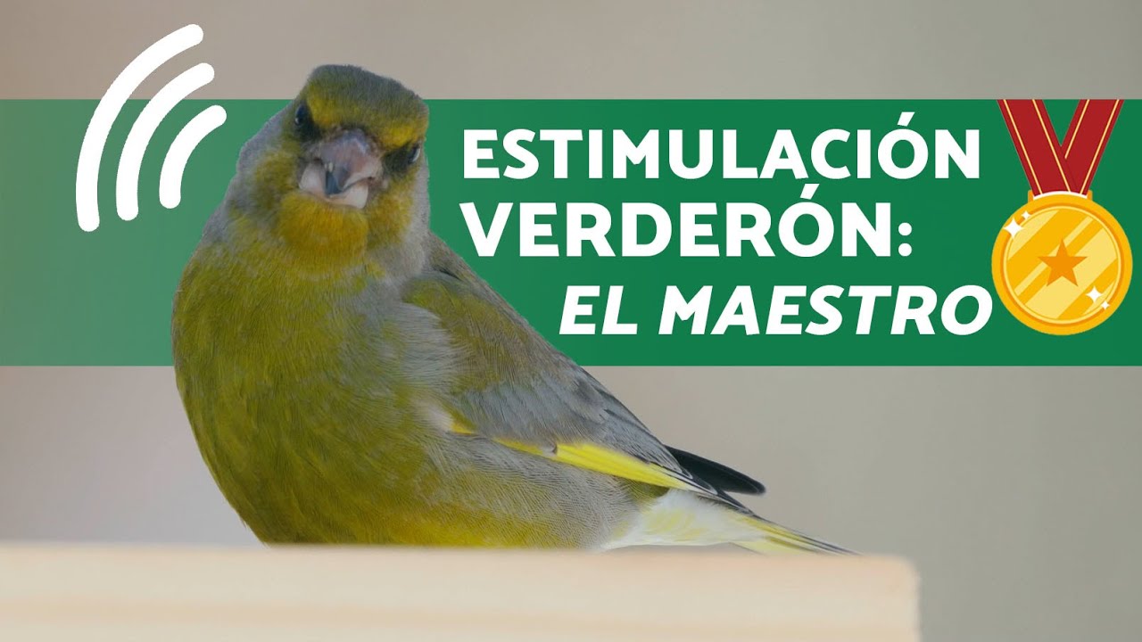 🎶CANTO ESTIMULADOR PARA VERDERON  ¡Hace que el VERDERON cante sin interrupción! [20 minutos] MAESTRO