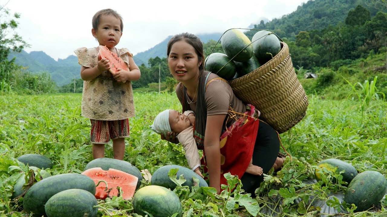 Harvest 40kg of watermelon to sell at the market - cook minced meat pho for your children to eat