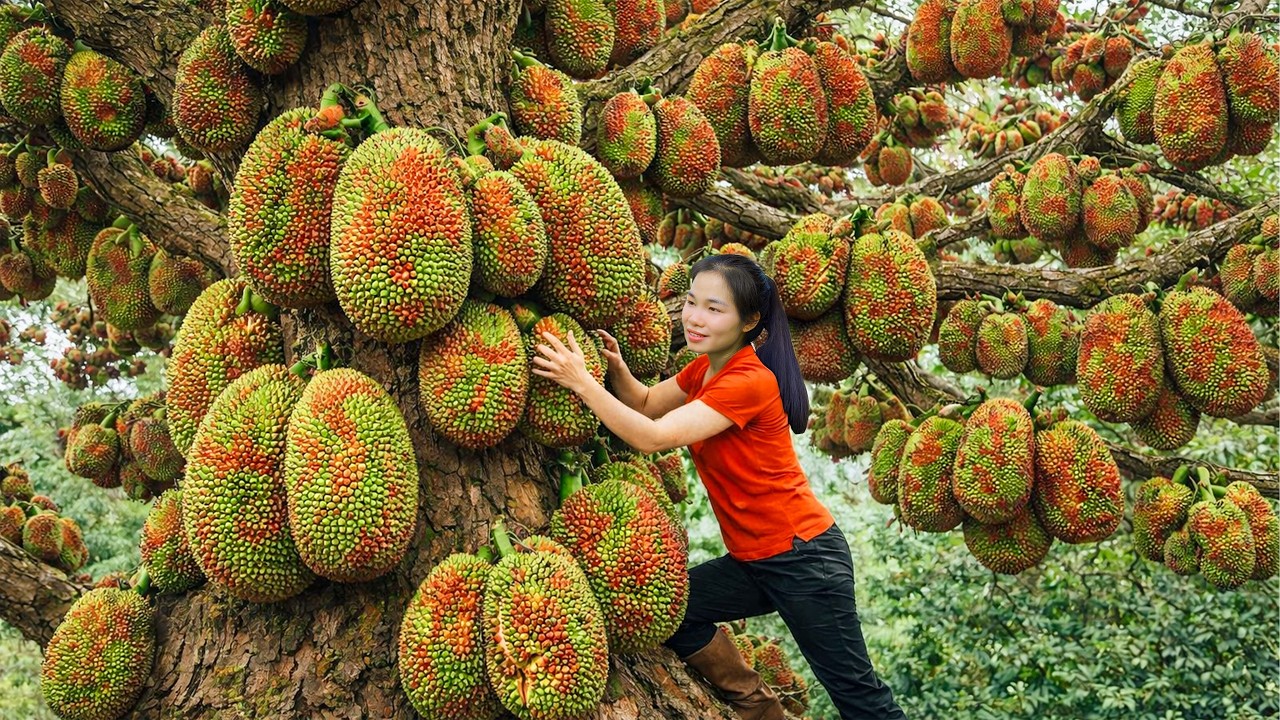 Harvesting Giant Spiky Fruits & Selling at the Rural Market | Simple Rural Girl Life