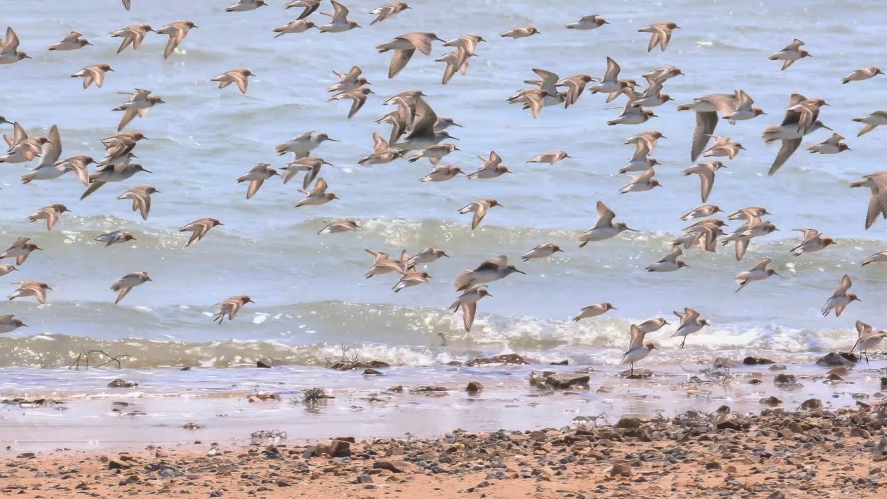 Shorebirds Foraging in the Tidal Flats | Natural Sounds 4K