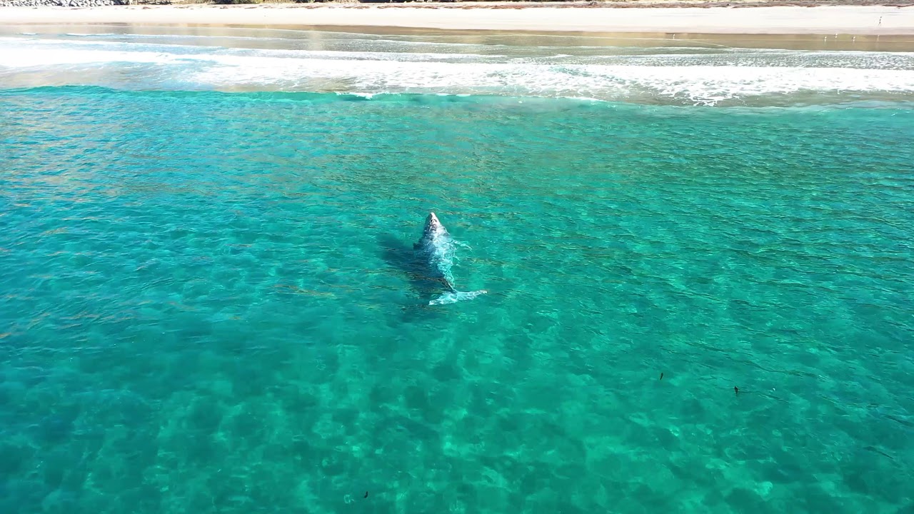 Grey Whale at Blacks Beach - San Diego