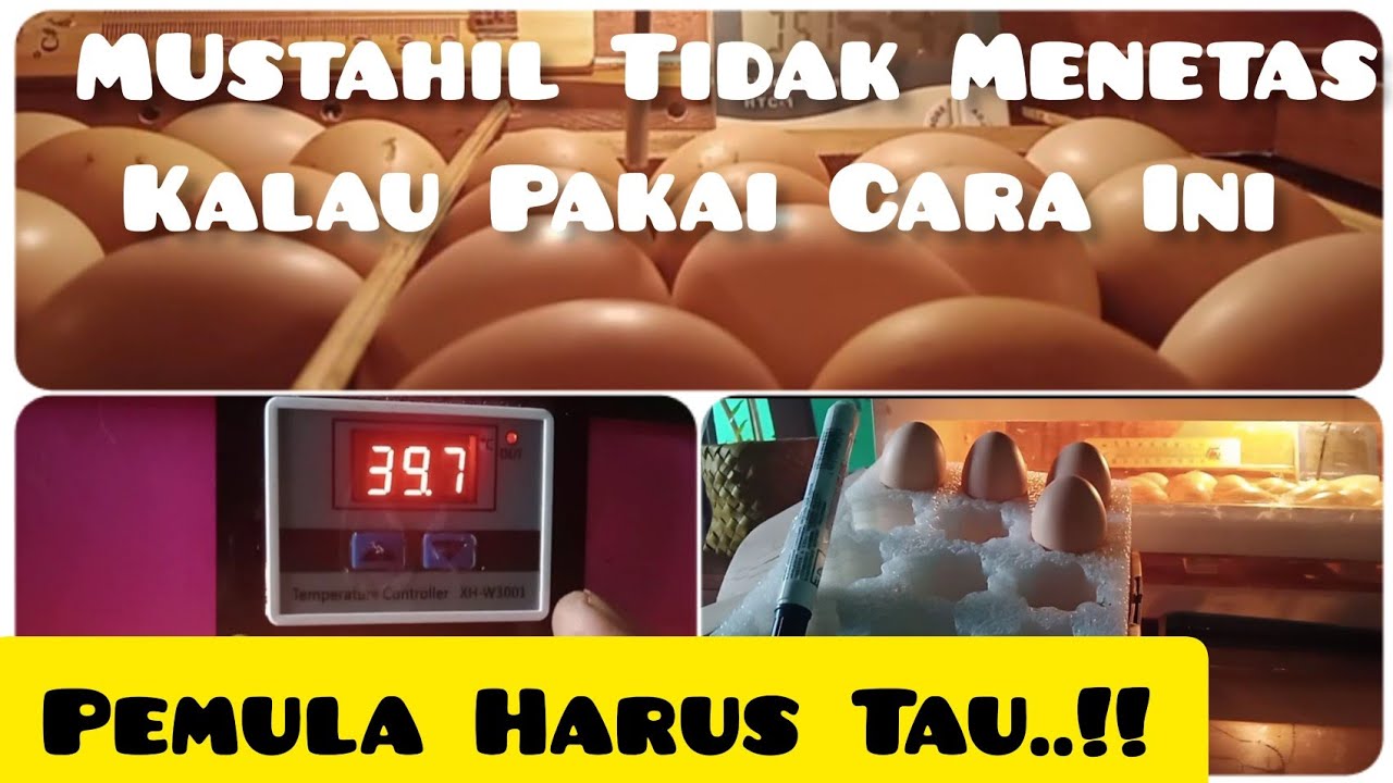 CARA MENETASKAN TELUR AYAM DENGAN SEMPURNA MENGGUNAKAN MESIN TETAS