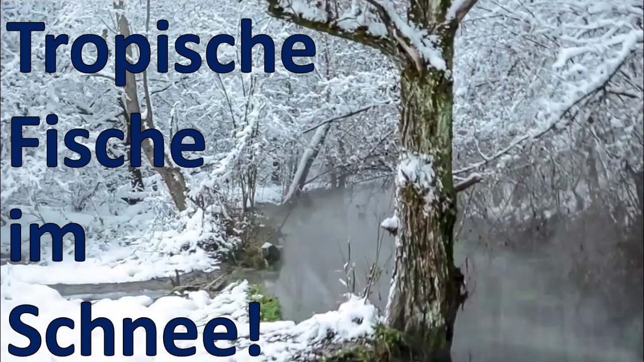 Warmbach Villach - tropische Fische im Schnee in Österreich