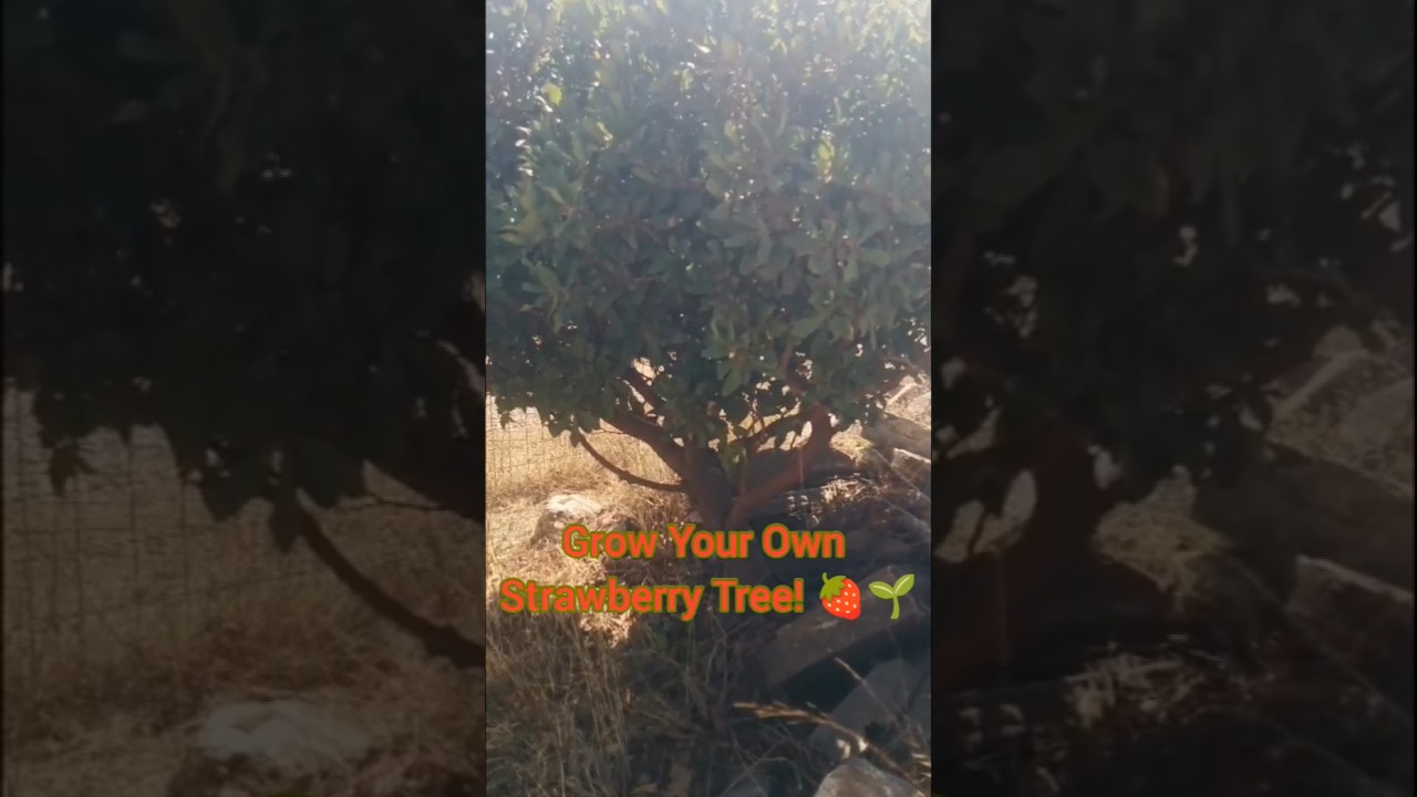 DIY Young Strawberry Tree 🌱 | Grow Your Arbutus at Home 🍓 #farming #gardening #diy #fruitgarden
