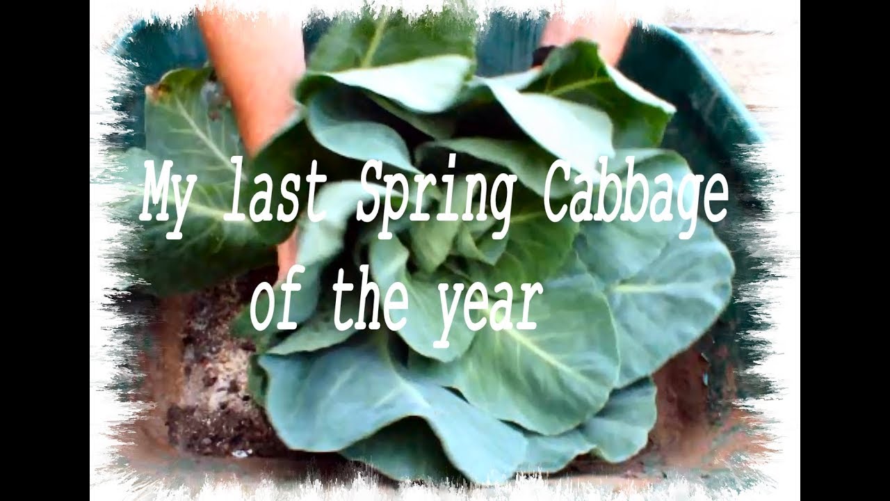 Grow Cabbage  Harvest Spring Cabbage Start to Finish
