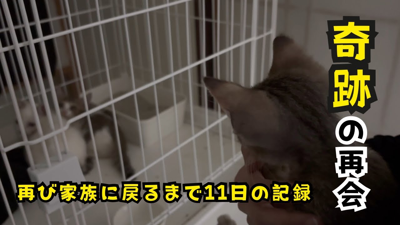 【保護猫vlog10】兄弟子猫が家族に戻るまで。先住猫と1ヶ月ぶりの再会。