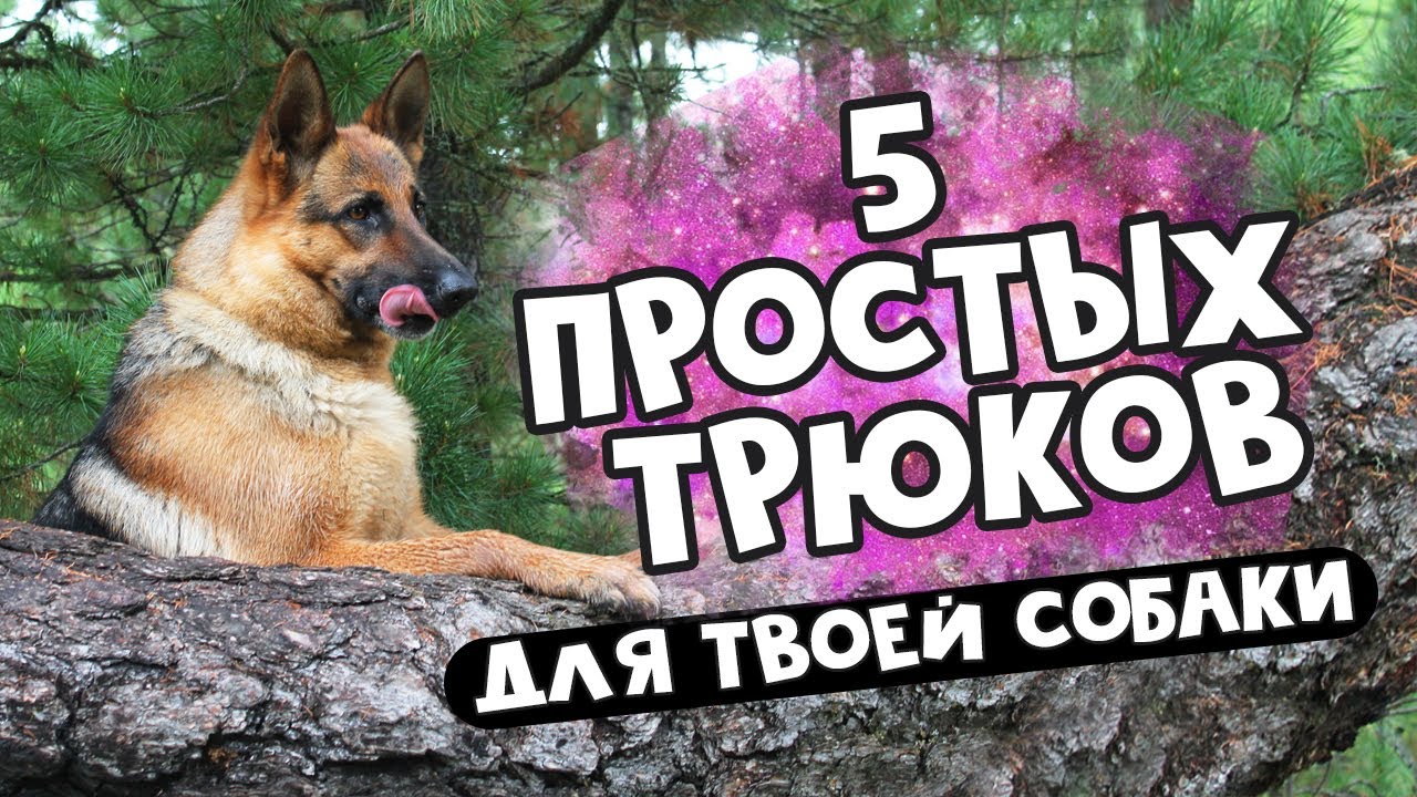 #Дрессировка: учим трюки с собакой