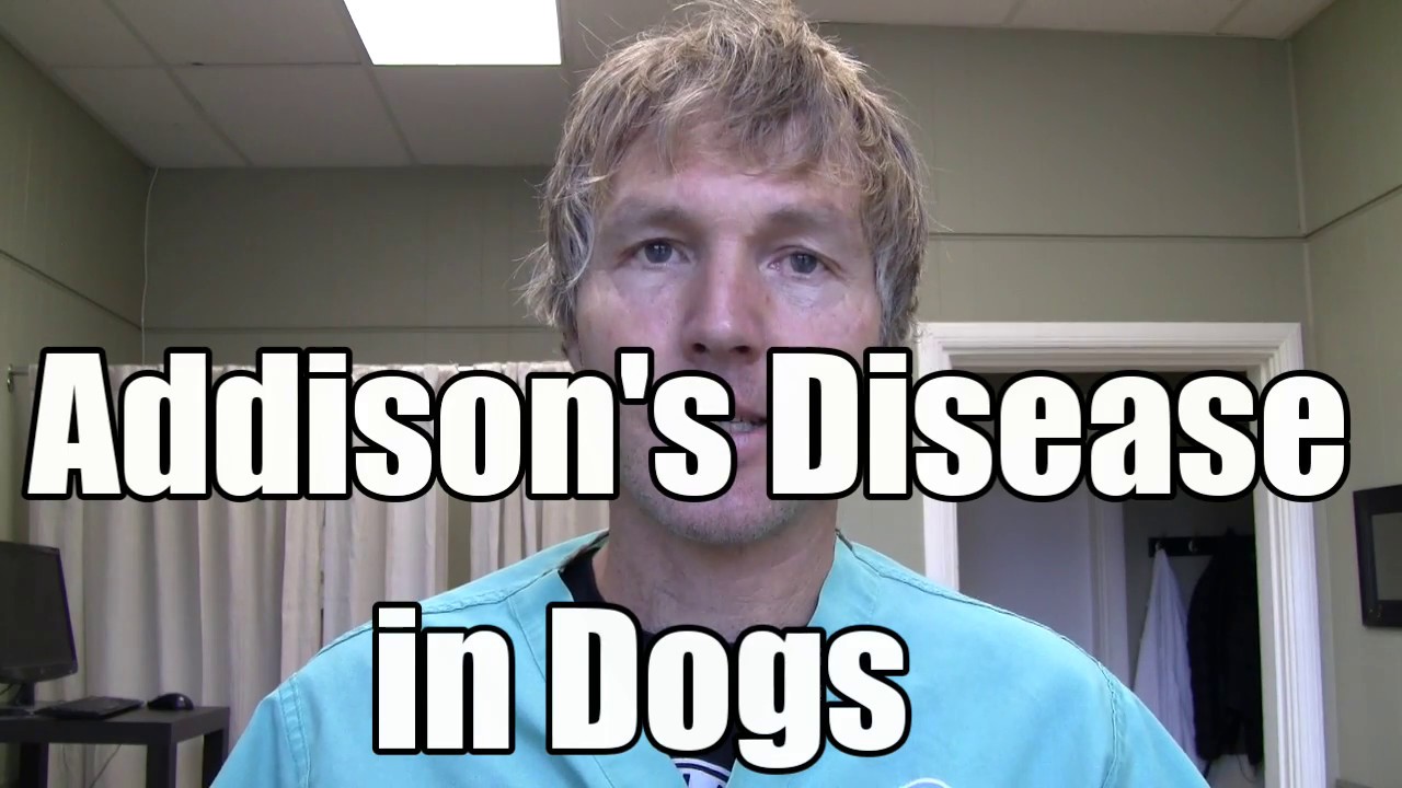 Addison' Disease in Dogs: Conventional and Holistic Treatment