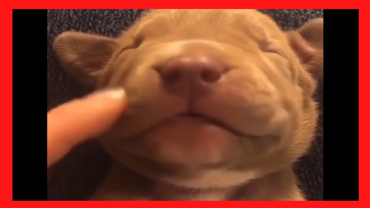 Pitbulls Being Wholesome | Pitbulls Are Funny And Cute (Dogs Doing Funny Things)