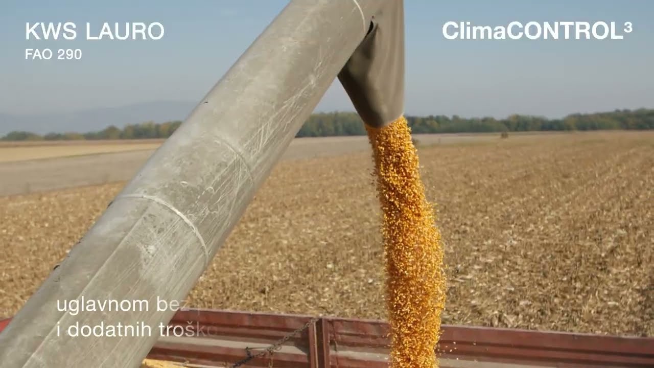 KWS LAURO - ClimaCONTROL3 hibrid namijenjen za intenzivnu proizvodnju zrna