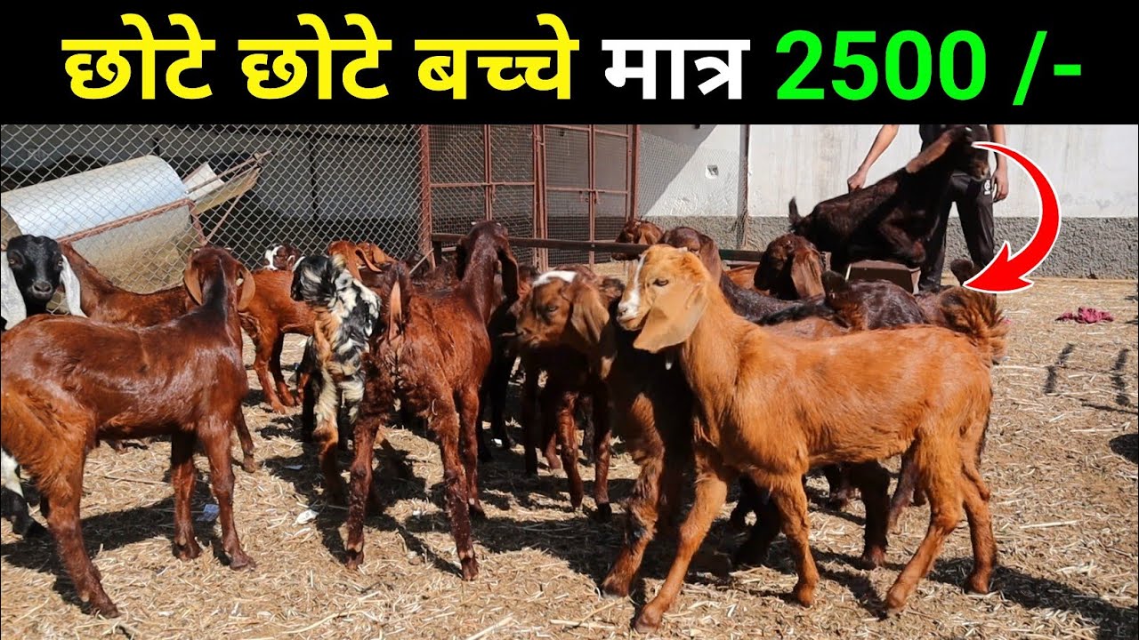 छोटे छोटे बच्चे मात्र 2500/- cheapest Goat kids || Harish yadav