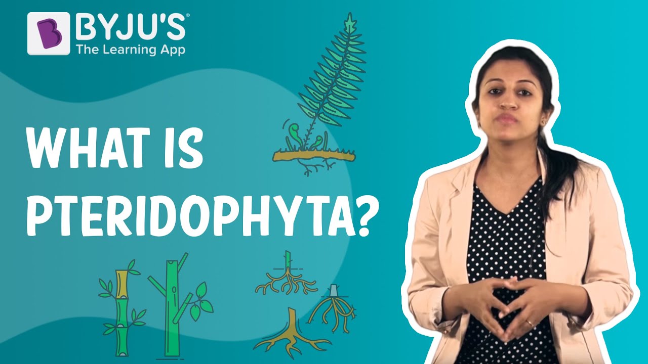 Pteridophyta - Characteristics And Features