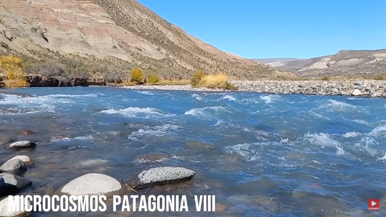 MICROCOSMOS PATAGONIA VIII-Celina Vacca & Alfredo del Castillo