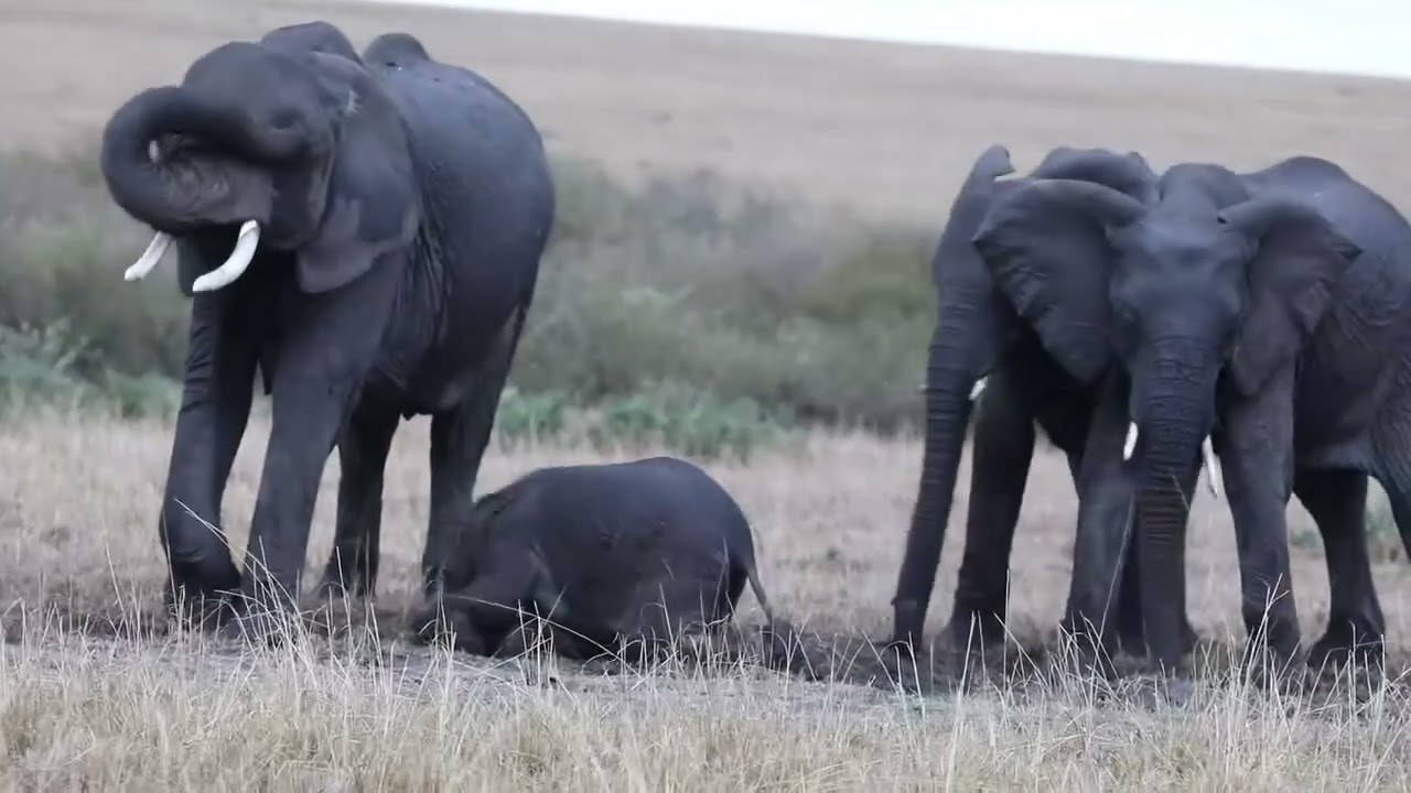 Elephants mud bath #elephantlovers #wildlifephotography #travel #safari #maasaimara #magic #nature 