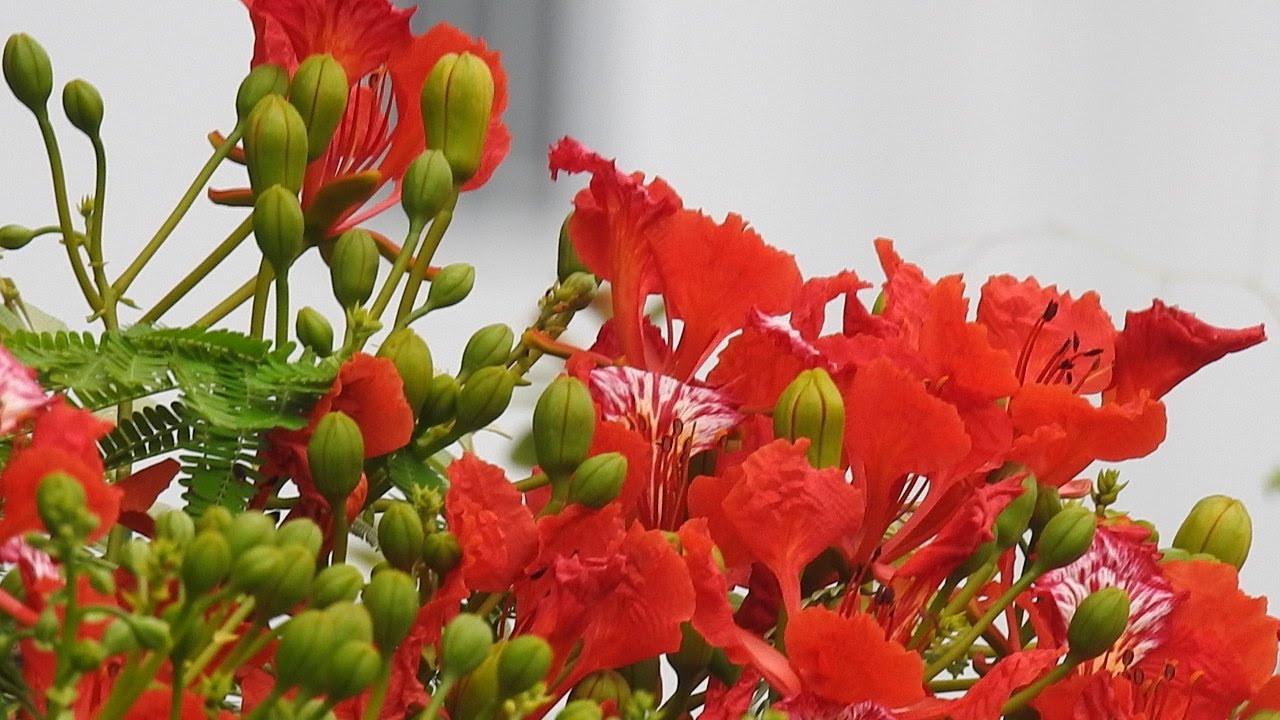 HD Beautiful flower around | Kh primitive Life| [Life happiness]🌸1