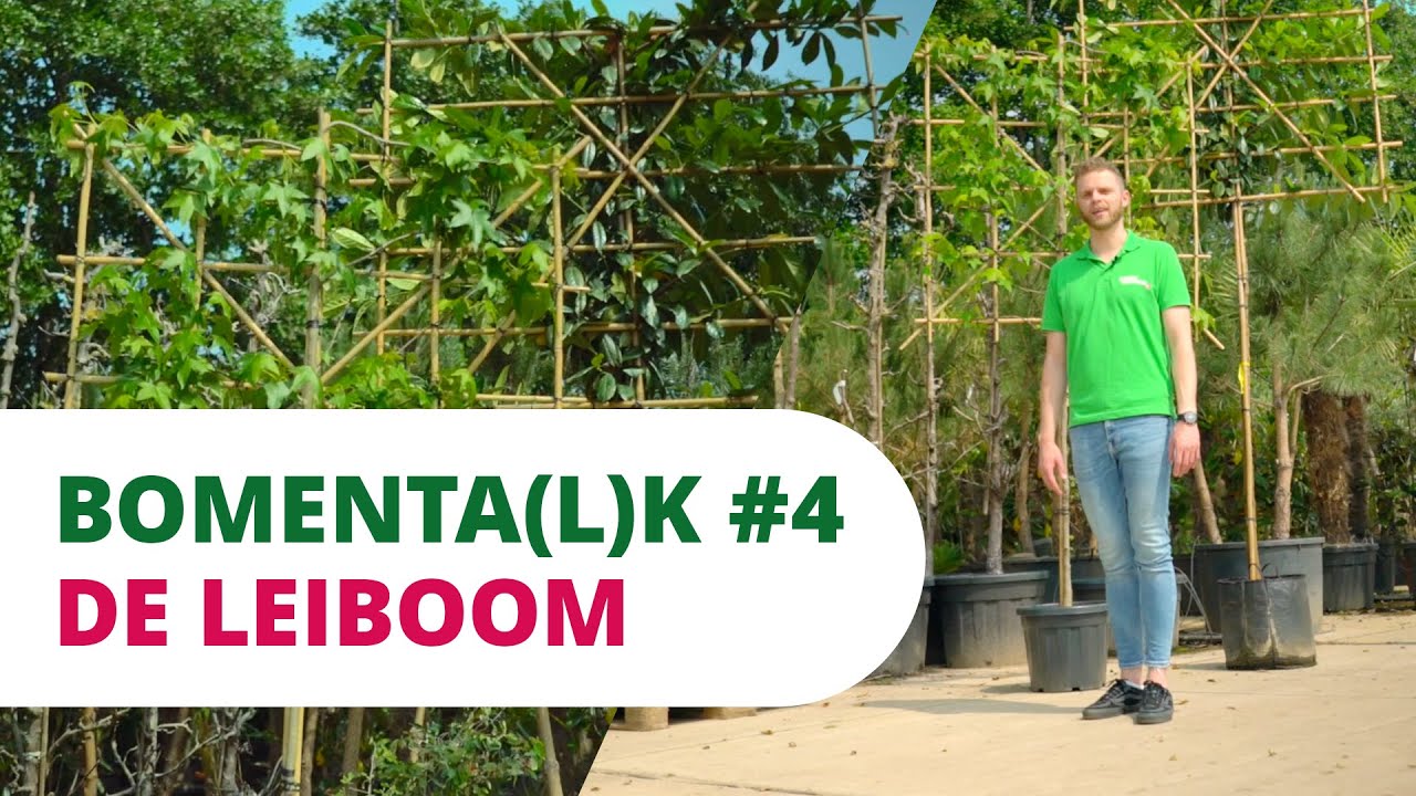 BOMENTA(L)K #4 | De Leiboom