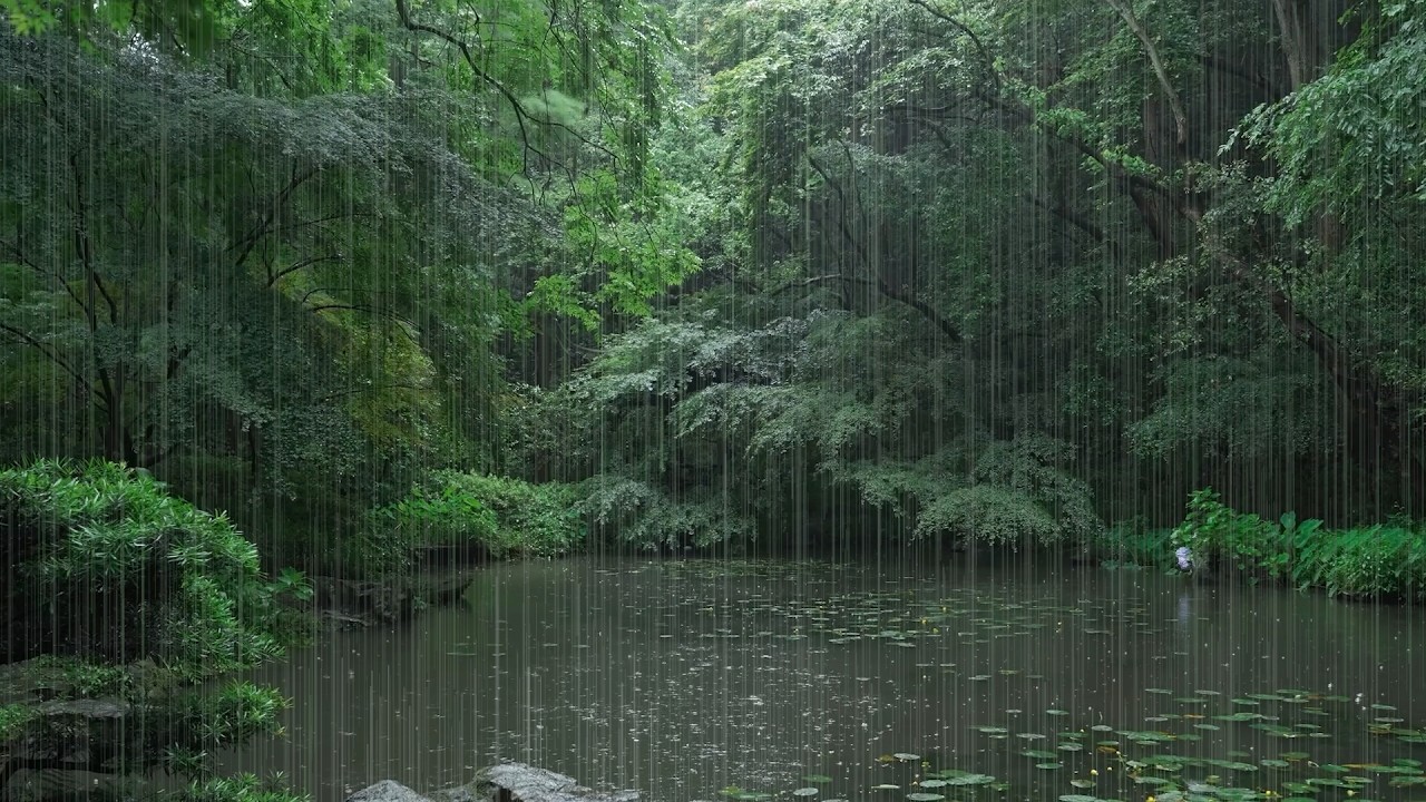 The beautiful lotus pond is raining(79) , sleep, relax, meditate, ASMR, Real Shot