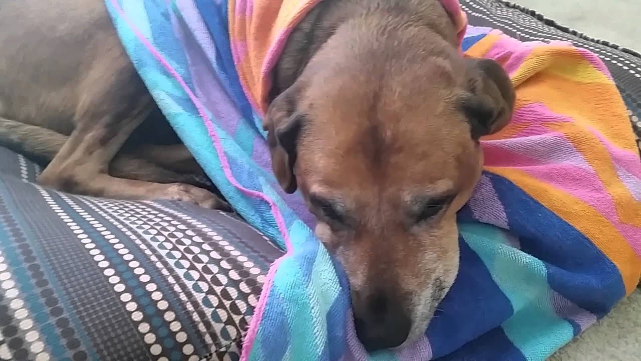 Dog Ear (Aural) Hematoma - What if you do nothing?