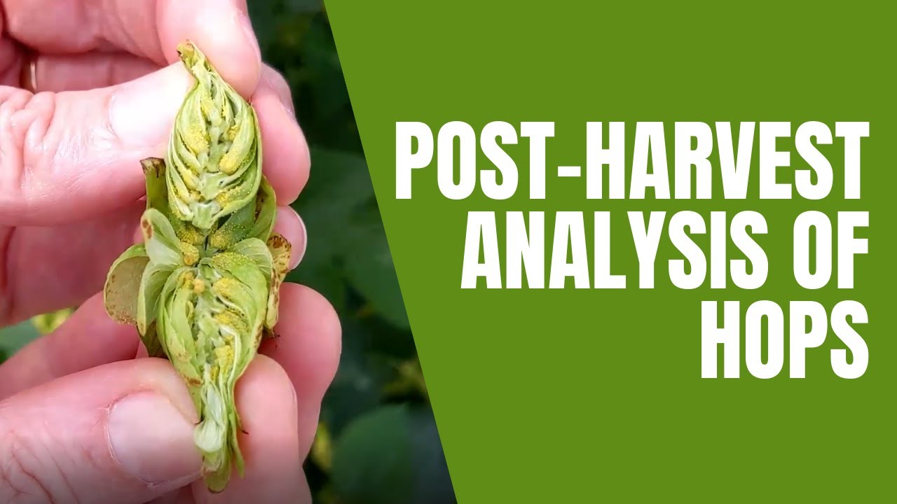 Post-Harvest Analysis of Hops