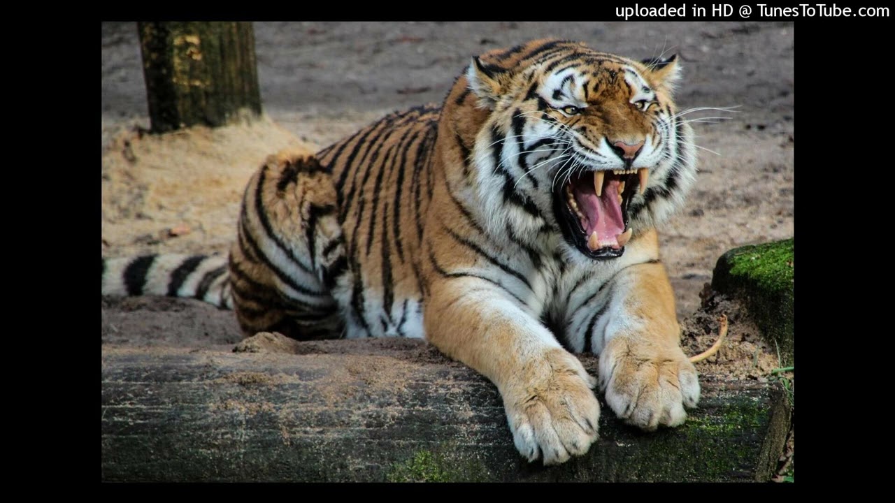 *free* tigerjock finesse type beat prod. TigerJock
