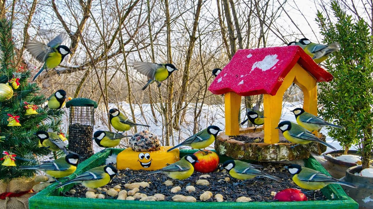 🔴LIVE Garden Bird Feeder Cam – Birds for Cats & Relaxing Nature 🌿[ 2026/1/17 ]