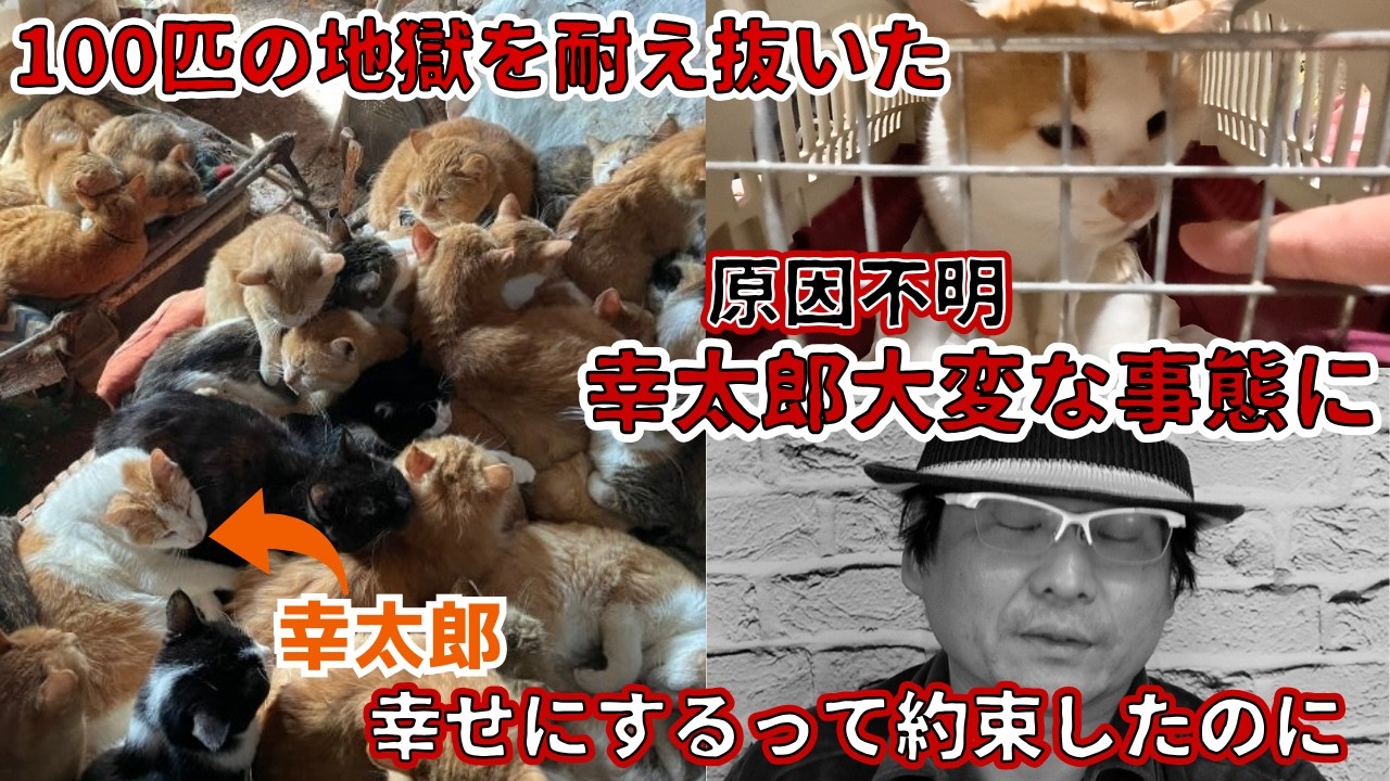多頭飼育崩壊から保護の茶白に異変必ず幸せすると約束したのに・・・公開と決意の物語（黒猫、茶トラ、タキシード猫）Cat rescued from hell becomes ill
