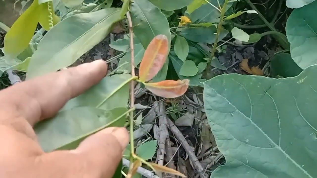 Chăm mai vàng cuối năm