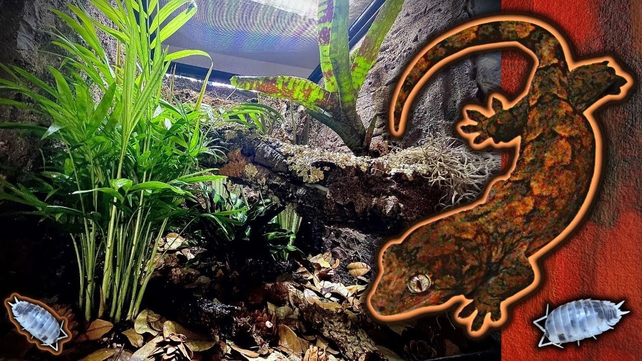 Chahoua Gecko Bioactive Vivarium Tutorial (Step by Step)