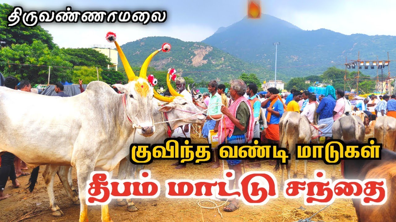 🔥திருவண்ணாமலை தீபம் சந்தை ⚡️குவிந்த வண்டி மாடுகள் ₹2லட்சம் வரை விற்றது ❗️tiruvannamalai sandhai 2023