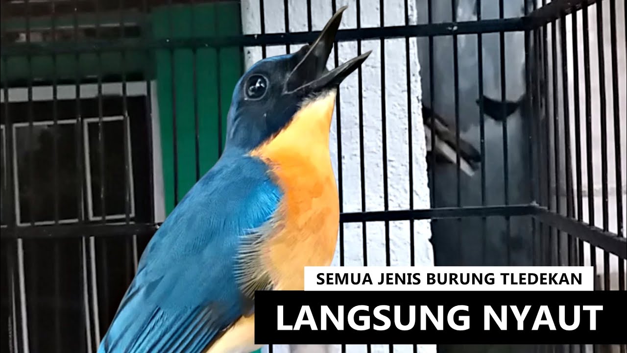 burung tledekan bakau & gunung bahan langsung bunyi gacor jika dengar suara kicau sulgun PIKAT ini