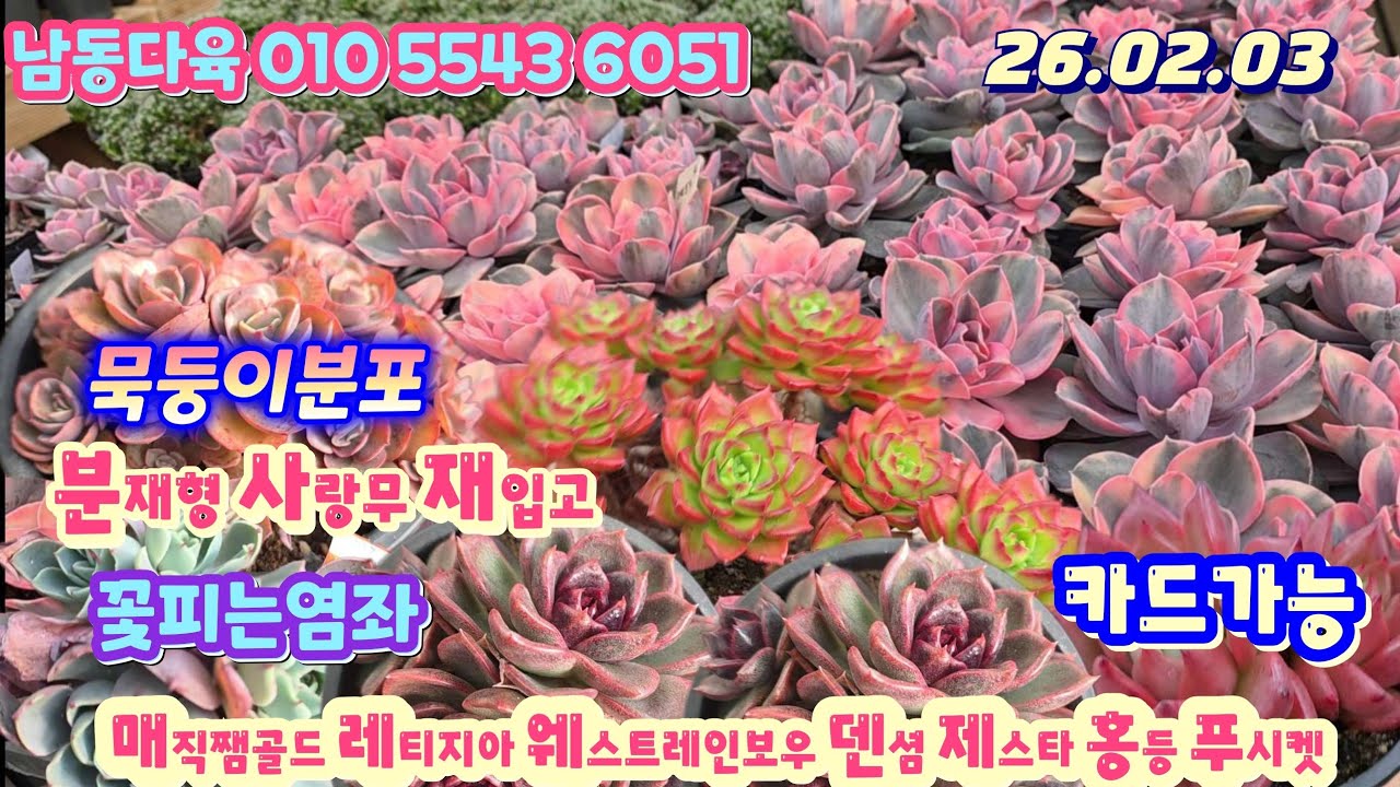 남동다육(1)가격착한묵둥이 꽃피는염좌  분재형사랑무재입고 묵둥이분포함 