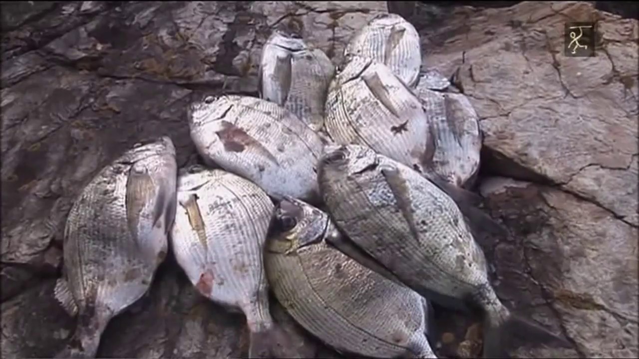 Pesca de Sargos á boia-com Guti Gonsàlez 2013.MKV