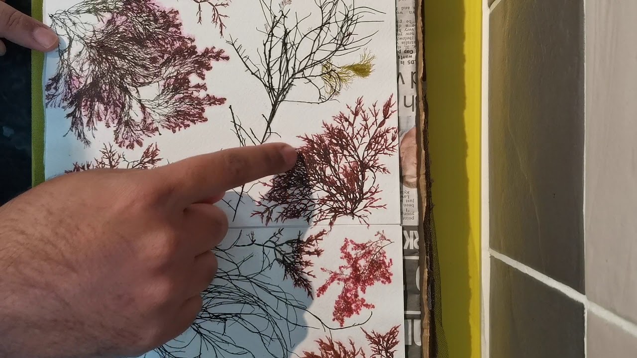Layering an algae / seaweed press at home