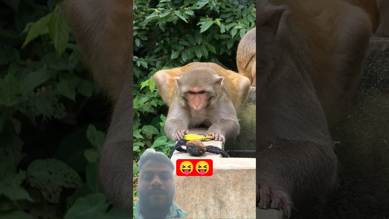 😝monkey gets sceared and reacts fannys to toy😝 spidar#theboss#monkey#animals