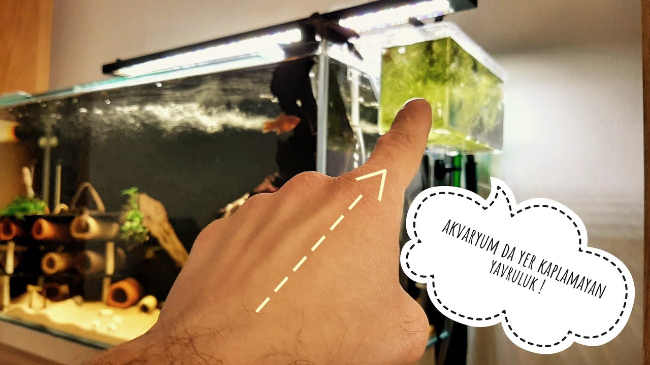 LEPİSTES,KARİDES VE PLECO TÜRLERİ İÇİN EN İYİ YAVRULUK !