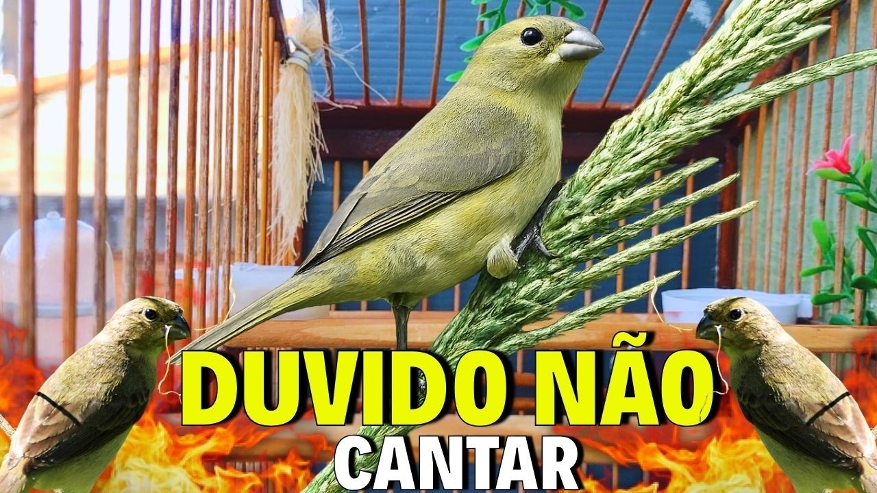 ESQUENTAR QUALQUER COLEIRO FRIO COM PIADO DE FÊMEA DE COLEIRO REAL PARA ESQUENTAR COLEIRO TUI TUI