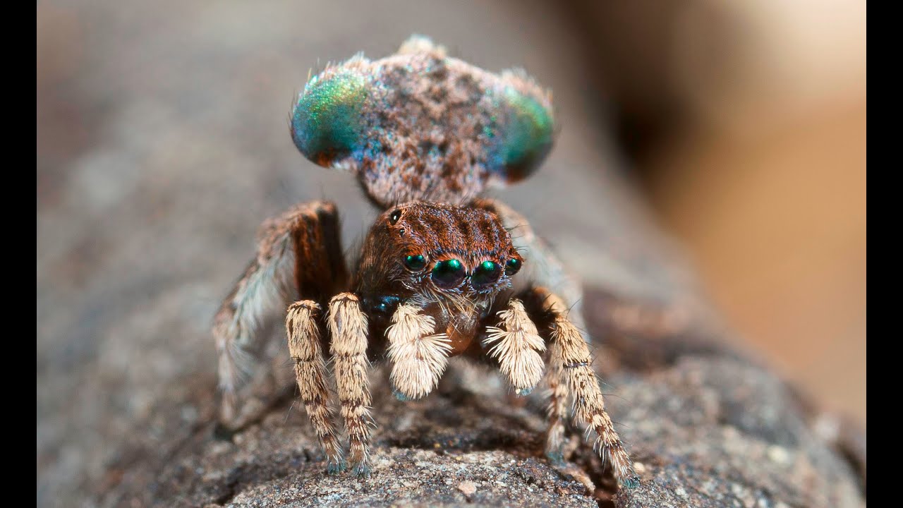 Peacock Spider 3 (Maratus vespertilio)