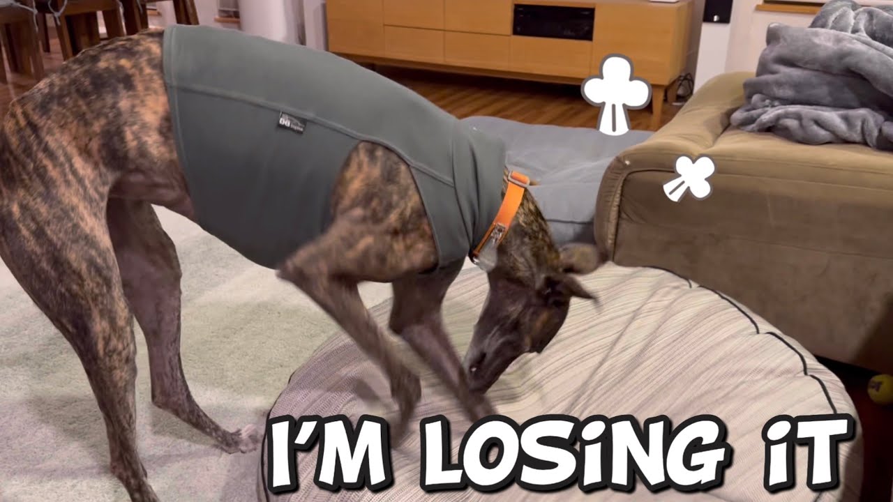 Greyhound Making Bed - mad edition