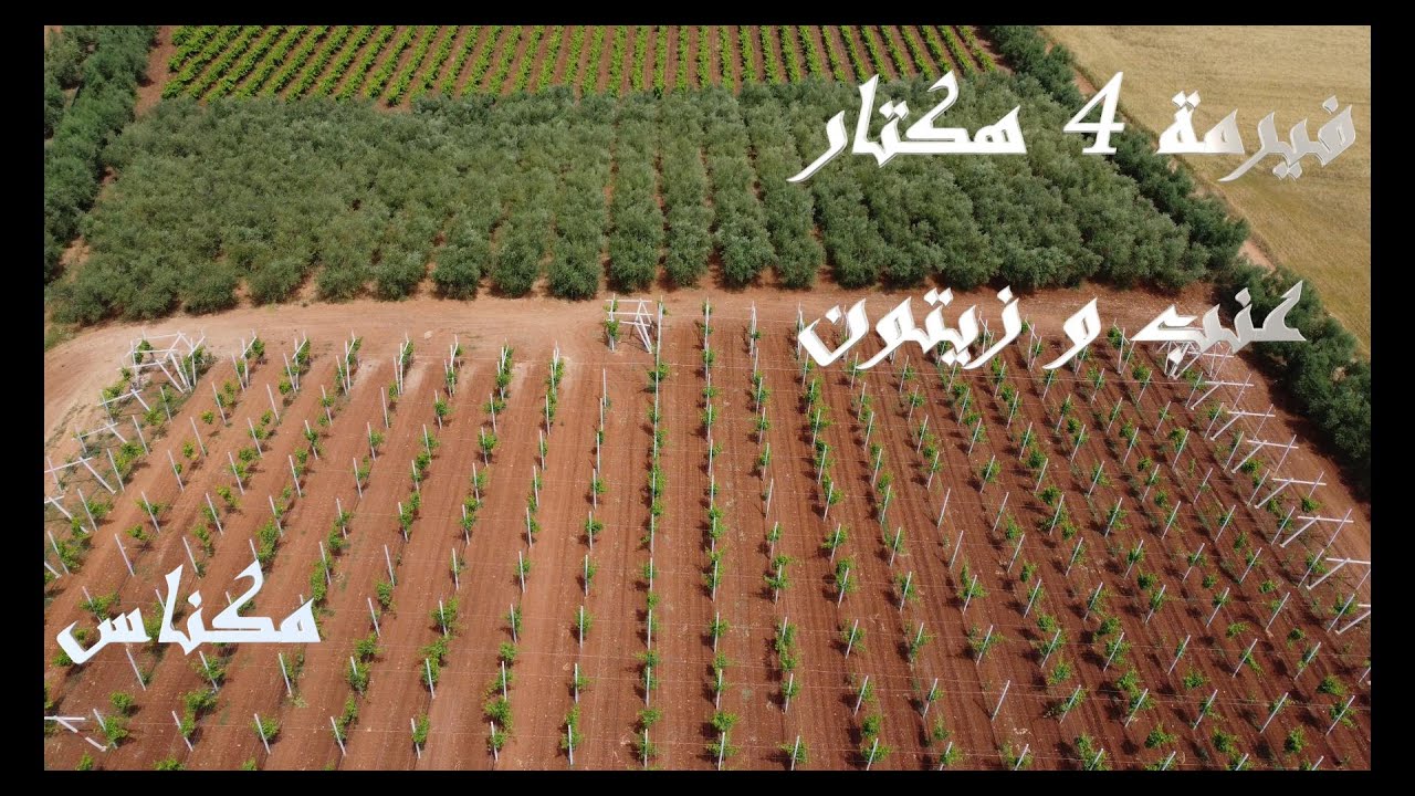 Ferme 4 hectares Plantée Meknes فيرمة 4 هكتا رات