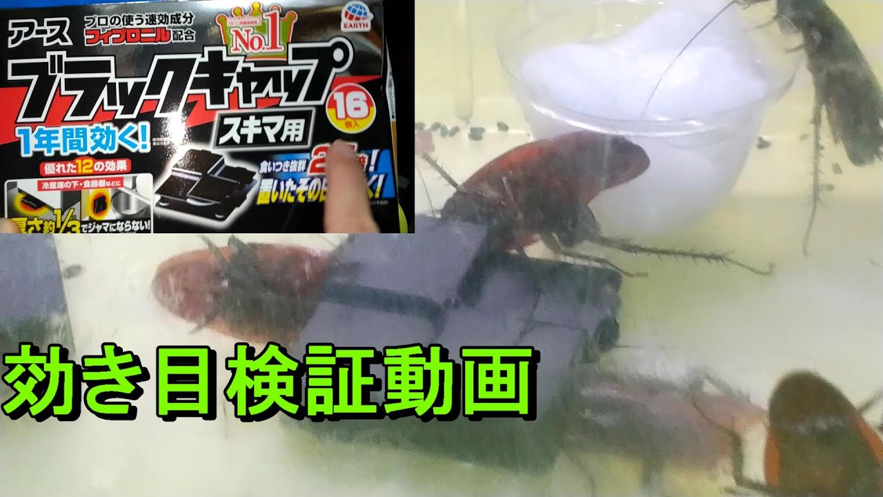 【検証】ブラックキャップスキマ用試してみた！