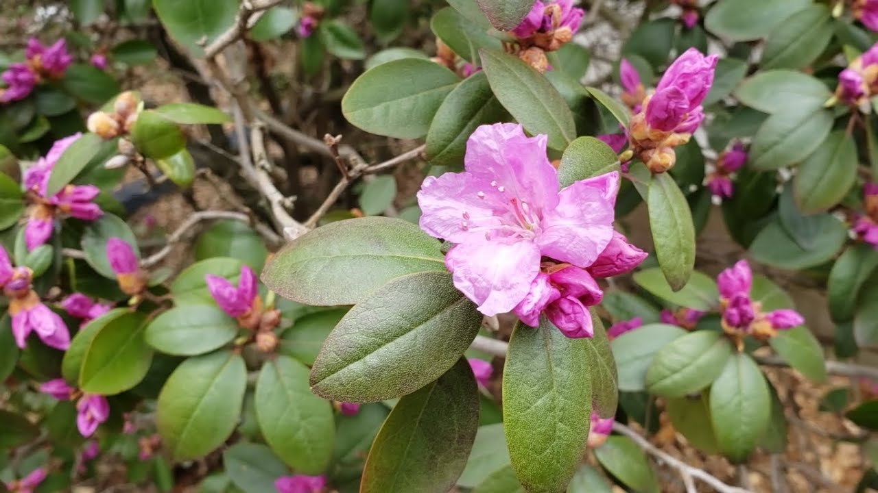 Garden Therapy Part 2: How to Take a Mindful Garden Walk and Garden Tour