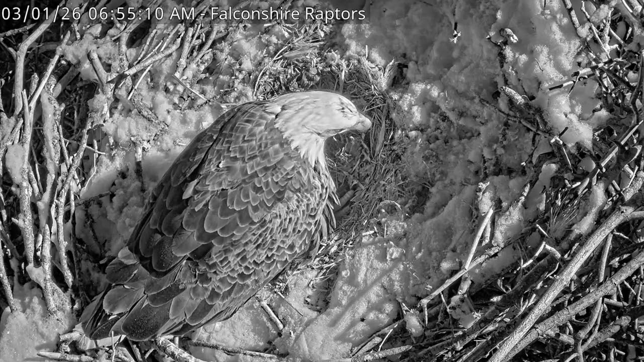 West Michigan Eagles Nest Live Cam   HDOnTap — Mozilla Firefox 2026 03 01 06 55 47