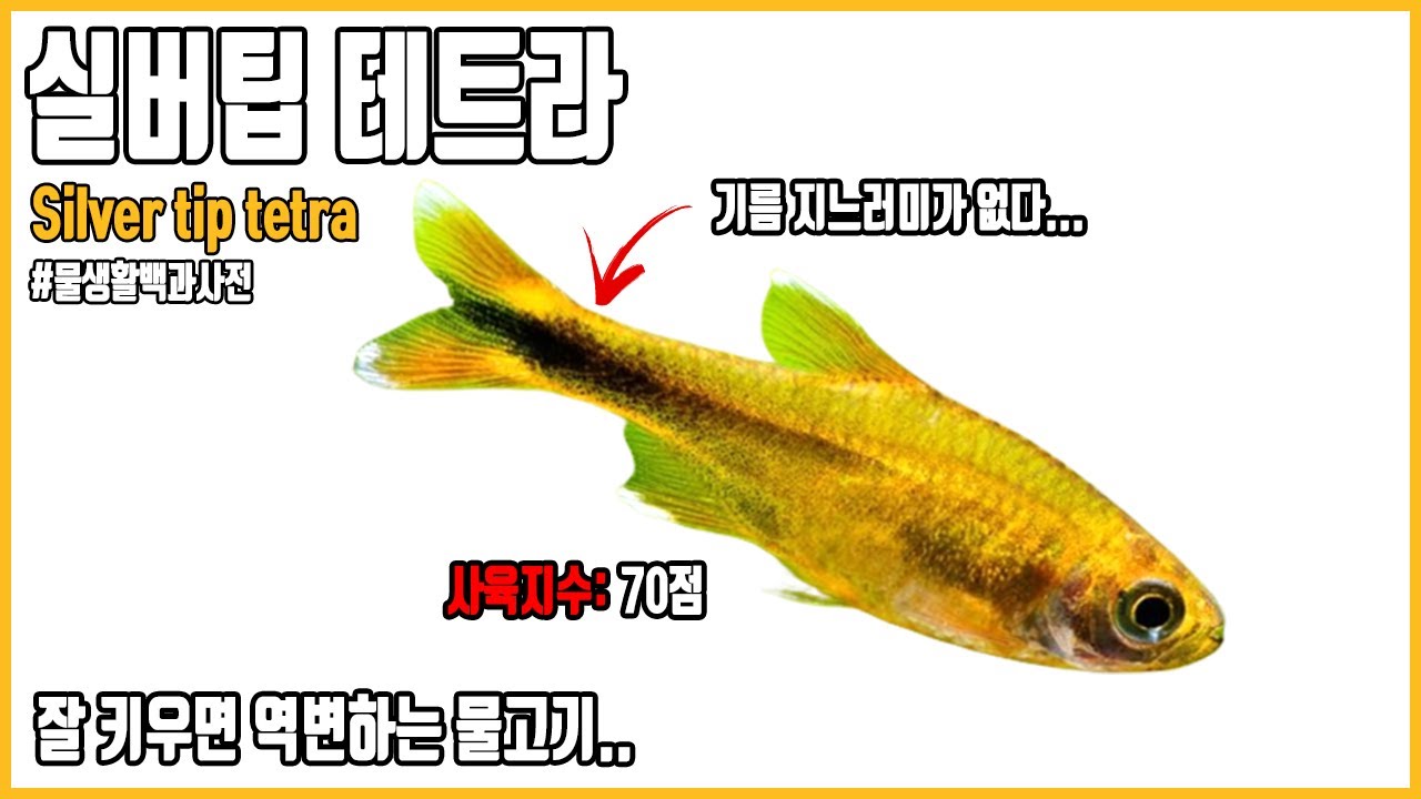 실버팁 테트라, 잘키우면 역변하는 물고기! 몰랐쮸? [#물생활백과사전 ]