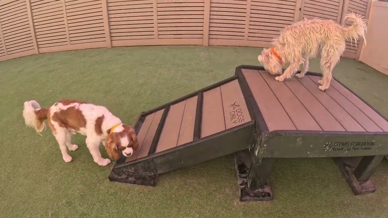 The Barking Dog Ltd. - Scottsdale Daycare. 03/06/2026