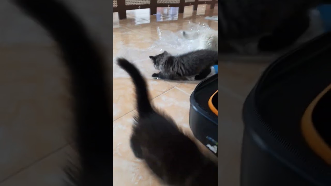 Ni ngk tau bantuin mamany apa🤣🤣                            Malah ngecokin