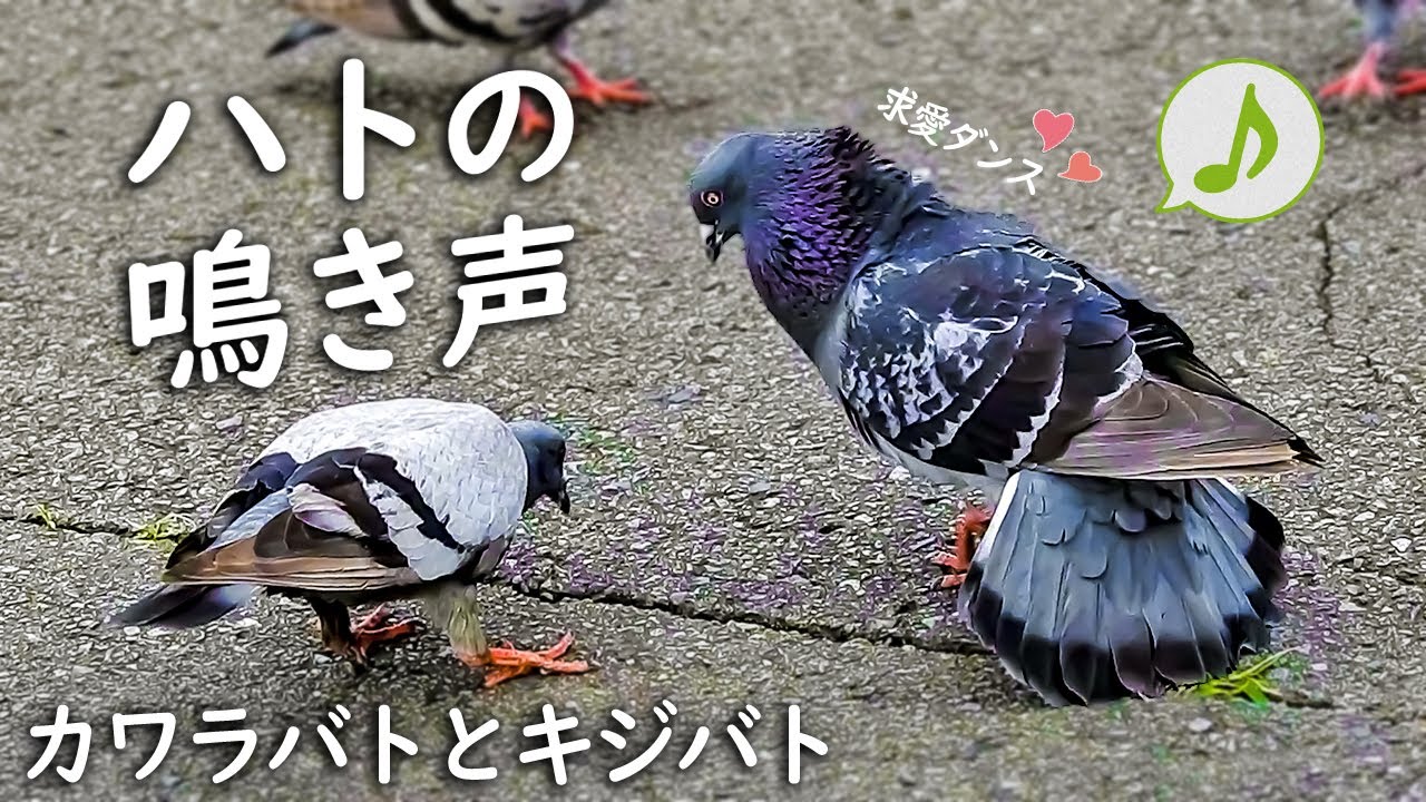 フラれた鳩の鳴き声、さえずり【鳥の鳴き声図鑑】（カワラバト／ドバト／キジバト）求愛 カルガモ親子を撮ってたら聞こえてくる音…