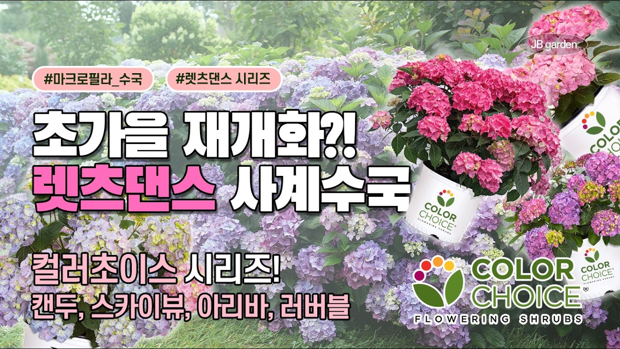 입고 완료 | 드디어 렛츠댄스 출격! 초가을에도 재개화를 하는 사계수국, 렛츠댄스 🌼