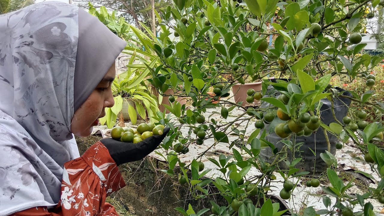 Kutip limau kasturi, cili kampung, cili padi siam, tomato dan sedikit ulam untuk dimakan.