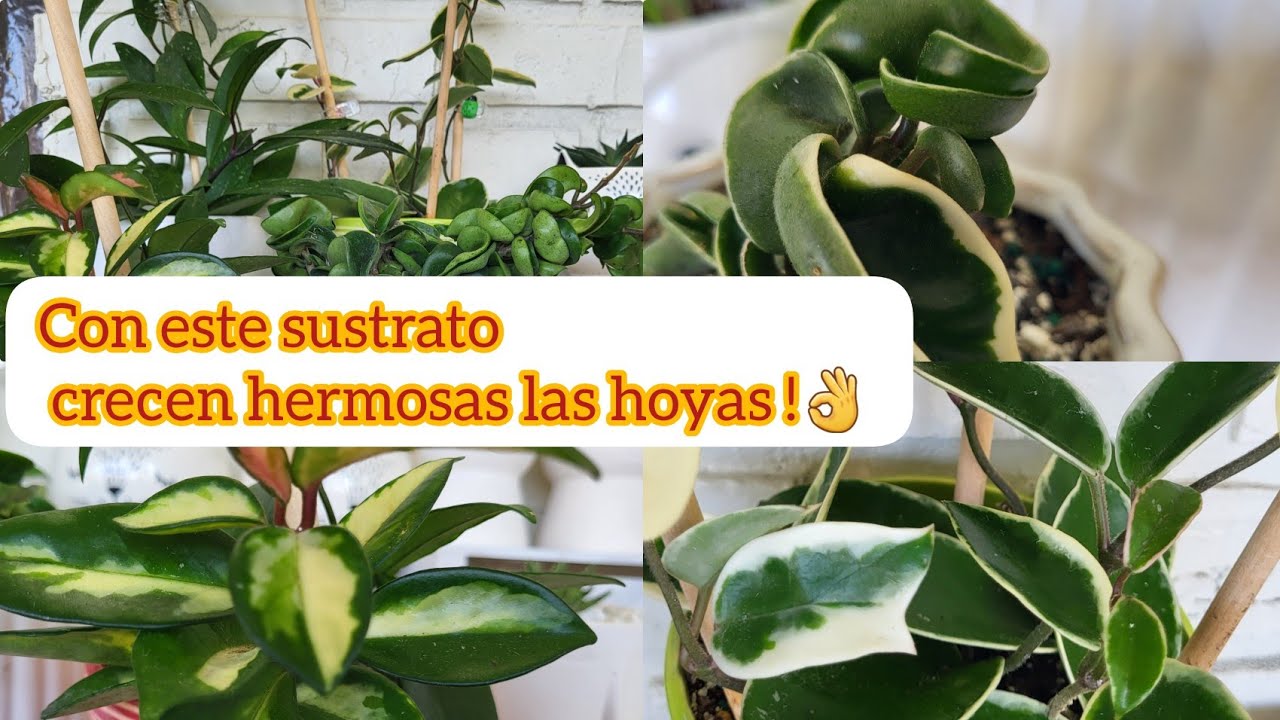 EL SUSTRATO IDEAL PARA JOYAS PARA QUE CRESCA RAPIDO 🤩🤩 !!!!